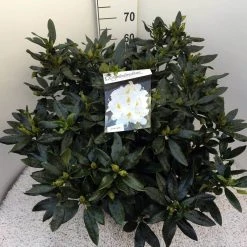 Rhododendron (Rhododendron 'Madame Masson') -Groene Wereld rho. mme masson c20