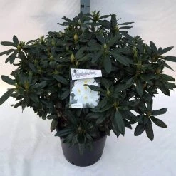 Rhododendron (Rhododendron 'Madame Masson') -Groene Wereld rho. mme masson c30 1