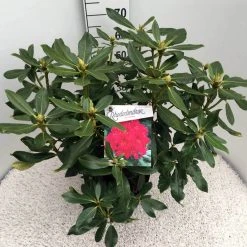 Rhododendron (Rhododendron 'Nova Zembla') -Groene Wereld rho. nova zembla c10 50 cm 1