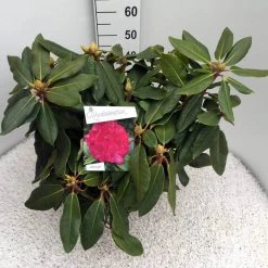 Rhododendron (Rhododendron 'American Beauty') -Groene Wereld rho. p. a. beauty c10 50 cm 1