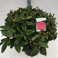 Rhododendron (Rhododendron 'American Beauty') -Groene Wereld rho. pierce amercian beauty c40 2