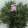 Bosrhododendron (Rhododendron Ponticum 'Roseum') -Groene Wereld rho. ponticum roseum c20 1