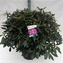 Bosrhododendron (Rhododendron Ponticum 'Roseum') -Groene Wereld rho. ponticum roseum c40 2