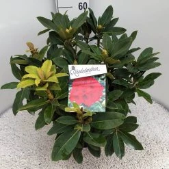 Rhododendron (Rhododendron 'Red Jack') -Groene Wereld rho. red jack c10 50 cm
