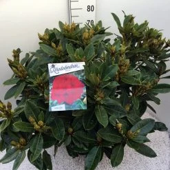 Rhododendron (Rhododendron 'Red Jack') -Groene Wereld rho. red jack c20