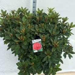 Rhododendron (Rhododendron 'Red Jack') -Groene Wereld rho. red jack c40