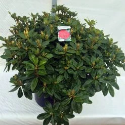 Rhododendron (Rhododendron 'Red Jack') -Groene Wereld rho. red jack c80