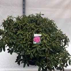 Rhododendron (Rhododendron 'Roseum Elegans') -Groene Wereld rho. roseum elegans c80 1