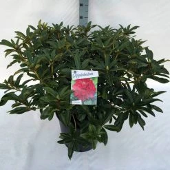 Rhododendron (Rhododendron 'Wilgen's Ruby') -Groene Wereld rho. wilgen s ruby c30