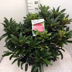 Rhododendron (Rhododendron 'Wilgen's Ruby') -Groene Wereld rho. wilgens ruby c20