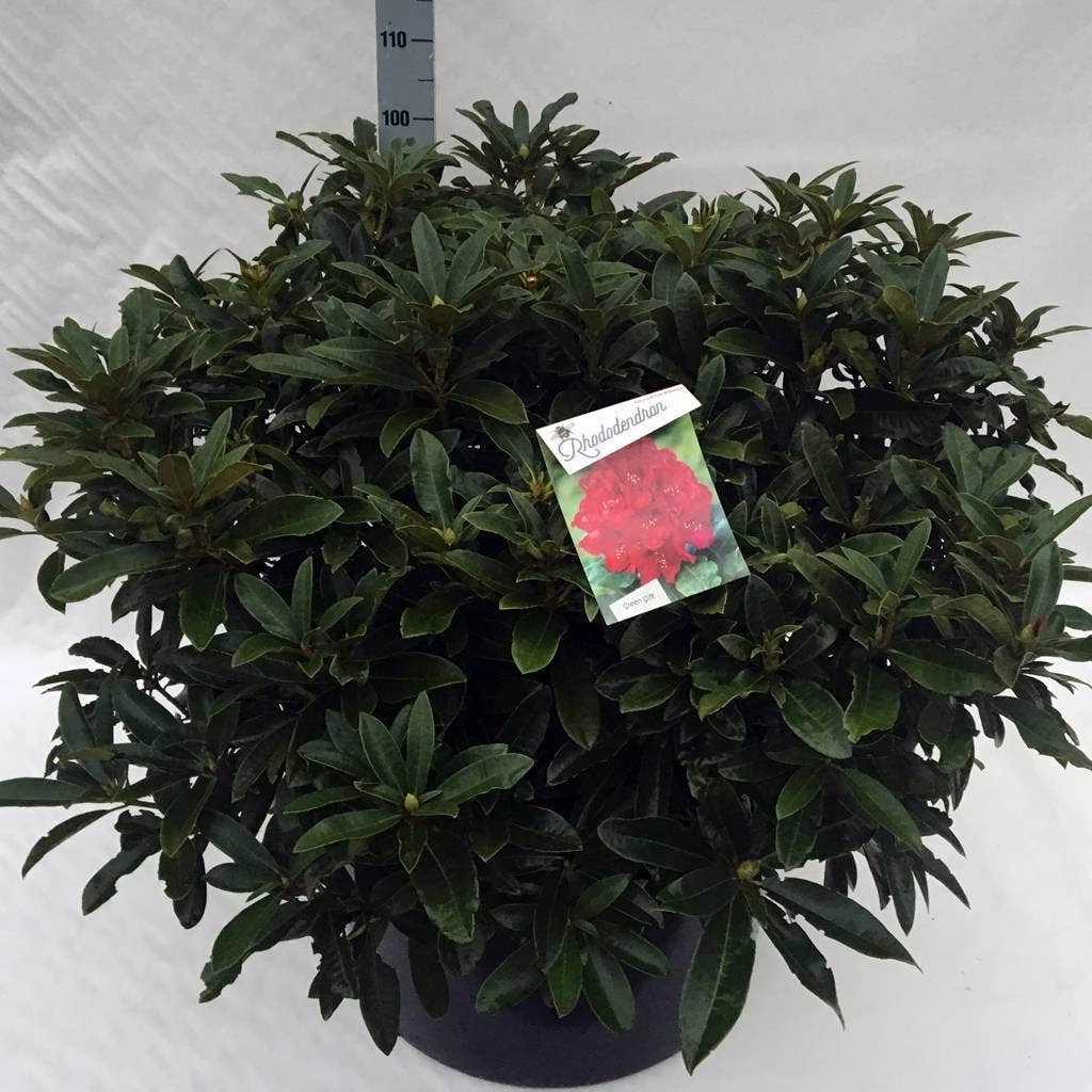 Rhododendron (Rhododendron 'Wilgen's Ruby') 17 Rhododendron (Rhododendron 'Wilgen's Ruby') - Afbeelding 15