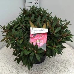 Rhododendron (Rhododendron 'Winsome') -Groene Wereld rho. winsome c10 50 cm 1