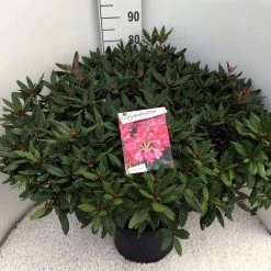 Rhododendron (Rhododendron 'Winsome') -Groene Wereld rho. winsome c20