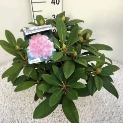 Rhododendron (Rhododendron 'Doc') -Groene Wereld rho. y doc c5 1