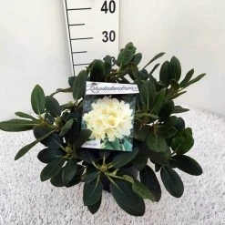 Rhododendron (Rhododendron 'Flava') 9 Rhododendron (Rhododendron 'Flava') -Groene Wereld rho. y flava c5