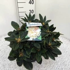 Dwergrhododendron (Rhododendron 'Golden Torch') -Groene Wereld rho. y golden torch c5