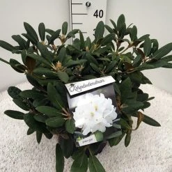 Dwergrhododendron (Rhododendron 'Porzellan') -Groene Wereld rho. y porzelan c10