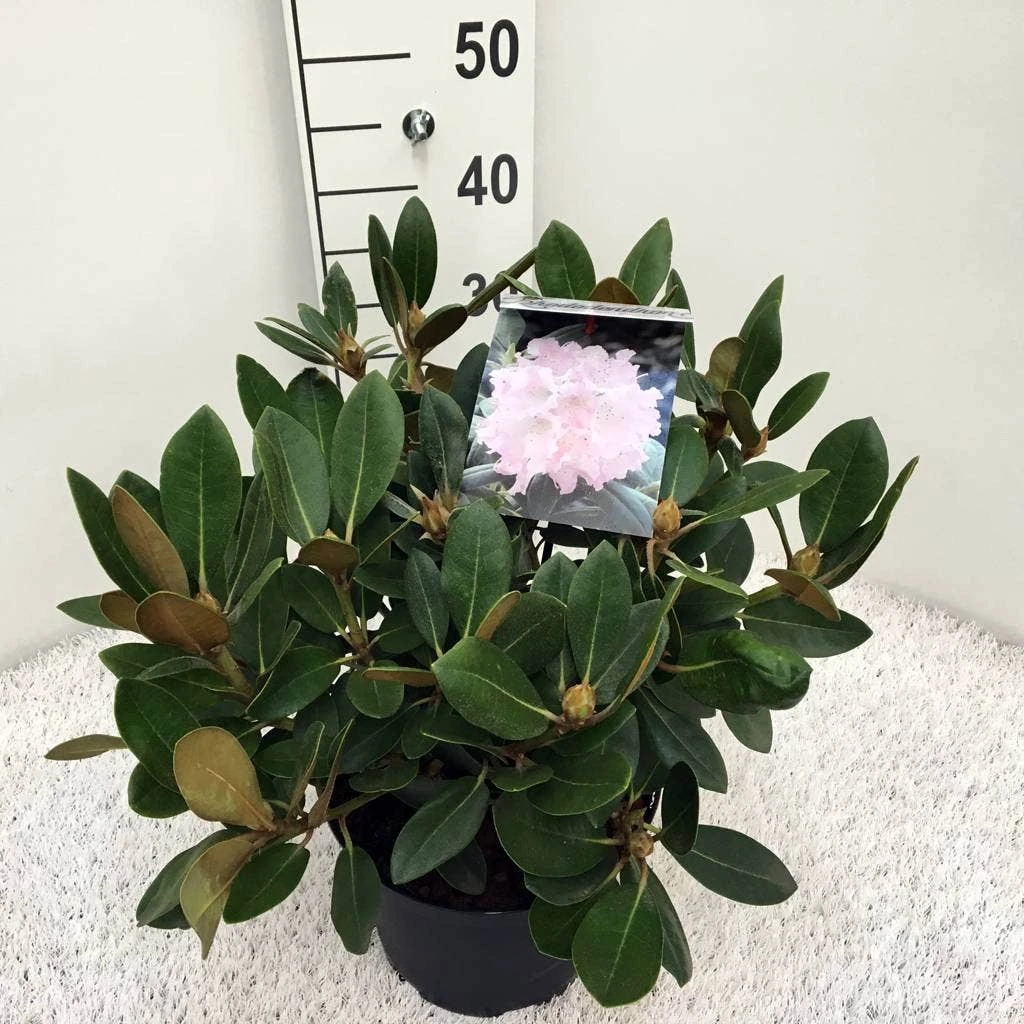 Dwergrhododendron (Rhododendron 'Silberwolke') 3 Dwergrhododendron (Rhododendron 'Silberwolke')