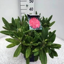 Dwergrhododendron (Rhododendron 'Sweet Sue') 7 Dwergrhododendron (Rhododendron 'Sweet Sue') -Groene Wereld rho. y sweet sue c5