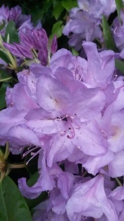 Rhododendron (Rhododendron Catawbiense 'Boursault') -Groene Wereld rhodo boursault 1