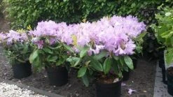 Rhododendron (Rhododendron Catawbiense 'Boursault') -Groene Wereld rhodo boursault 2 1