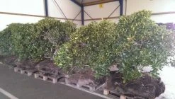 Rhododendron (Rhododendron 'Cunningham White') 37 Rhododendron (Rhododendron 'Cunningham White') -Groene Wereld rhodo cun white