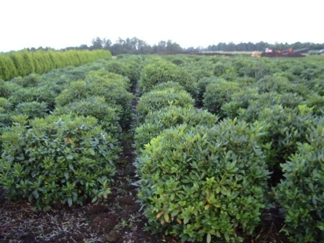 Rhododendron (Rhododendron 'Cunningham White') 20 Rhododendron (Rhododendron 'Cunningham White') - Afbeelding 18