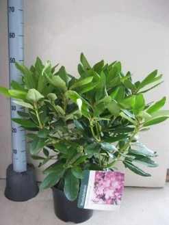 Rhododendron (Rhododendron Catawbiense 'Boursault') 19 Rhododendron (Rhododendron Catawbiense 'Boursault') -Groene Wereld rhododendron boursault c5 aug