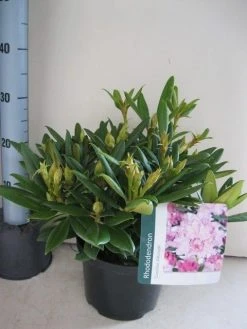 Dwergrhododendron (Rhododendron 'Caroline Allbrook') 12 Dwergrhododendron (Rhododendron 'Caroline Allbrook') -Groene Wereld rhododendron caroline allbrook c5 aug 1