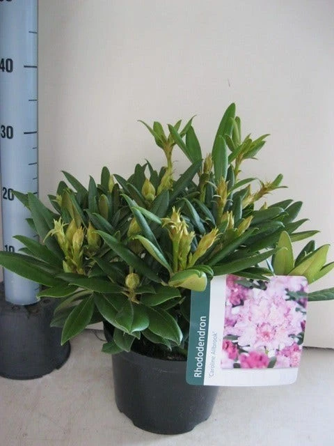 Dwergrhododendron (Rhododendron 'Caroline Allbrook') 5 Dwergrhododendron (Rhododendron 'Caroline Allbrook') - Afbeelding 3