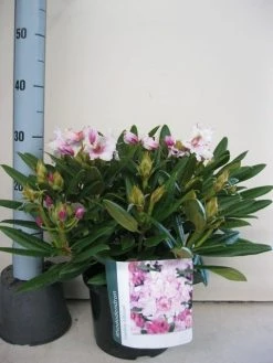 Dwergrhododendron (Rhododendron 'Caroline Allbrook') 13 Dwergrhododendron (Rhododendron 'Caroline Allbrook') -Groene Wereld rhododendron caroline allbrook c5 sept 1