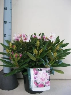 Dwergrhododendron (Rhododendron 'Caroline Allbrook') 17 Dwergrhododendron (Rhododendron 'Caroline Allbrook') -Groene Wereld rhododendron caroline allbrook c5 sept 1 1