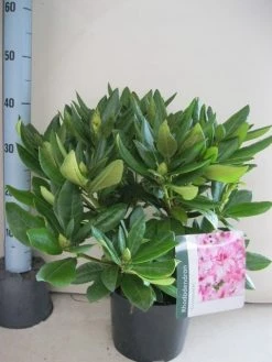 Rhododendron (Rhododendron 'Cosmopolitan') 33 Rhododendron (Rhododendron 'Cosmopolitan') -Groene Wereld rhododendron cosmopolotan c5 aug