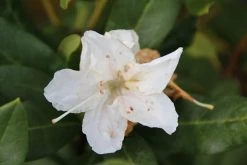 Rhododendron (Rhododendron 'Cunningham White') 23 Rhododendron (Rhododendron 'Cunningham White') -Groene Wereld rhododendron cunningham white 2