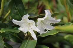 Rhododendron (Rhododendron 'Cunningham White') 22 Rhododendron (Rhododendron 'Cunningham White') -Groene Wereld rhododendron cunningham white 5