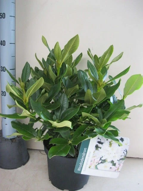 Rhododendron (Rhododendron 'Cunningham White') 17 Rhododendron (Rhododendron 'Cunningham White') - Afbeelding 15