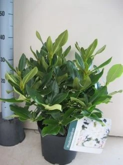 Rhododendron (Rhododendron 'Cunningham White') 24 Rhododendron (Rhododendron 'Cunningham White') -Groene Wereld rhododendron cunninghams white c5 aug 1