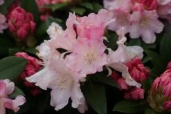 Dwergrhododendron (Rhododendron 'Dreamland') -Groene Wereld rhododendron dreamland 1