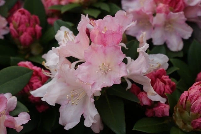Dwergrhododendron (Rhododendron 'Dreamland') 6 Dwergrhododendron (Rhododendron 'Dreamland') - Afbeelding 4