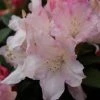 Dwergrhododendron (Rhododendron 'Dreamland') -Groene Wereld rhododendron dreamland 2