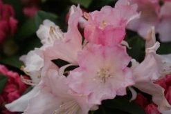 Dwergrhododendron (Rhododendron 'Dreamland') -Groene Wereld rhododendron dreamland 3 1