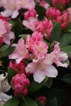 Dwergrhododendron (Rhododendron 'Dreamland') -Groene Wereld rhododendron dreamland 4