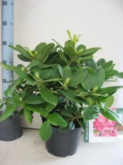 Rhododendron (Rhododendron 'Germania') -Groene Wereld rhododendron germania c5 aug 1