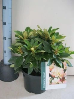 Dwergrhododendron (Rhododendron 'Golden Torch') -Groene Wereld rhododendron golden torch c5 aug 2