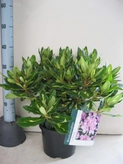 Rhododendron (Rhododendron 'Goldflimmer') -Groene Wereld rhododendron goldflimmer c5 aug 1 1