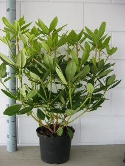 Rhododendron (Rhododendron Catawbiense 'Grandiflorum') -Groene Wereld rhododendron grandiflorum 50 60 1