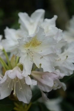Rhododendron (Rhododendron 'Madame Masson') -Groene Wereld rhododendron madame masson 1