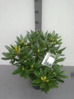 Rhododendron (Rhododendron 'Madame Masson') -Groene Wereld rhododendron madame masson