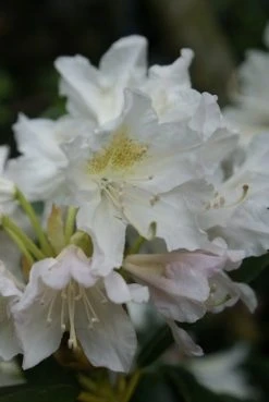 Rhododendron (Rhododendron 'Madame Masson') -Groene Wereld rhododendron madame masson 2