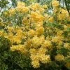 Azalea (Rhododendron 'Mollis' Geel) -Groene Wereld rhododendron mollis geel